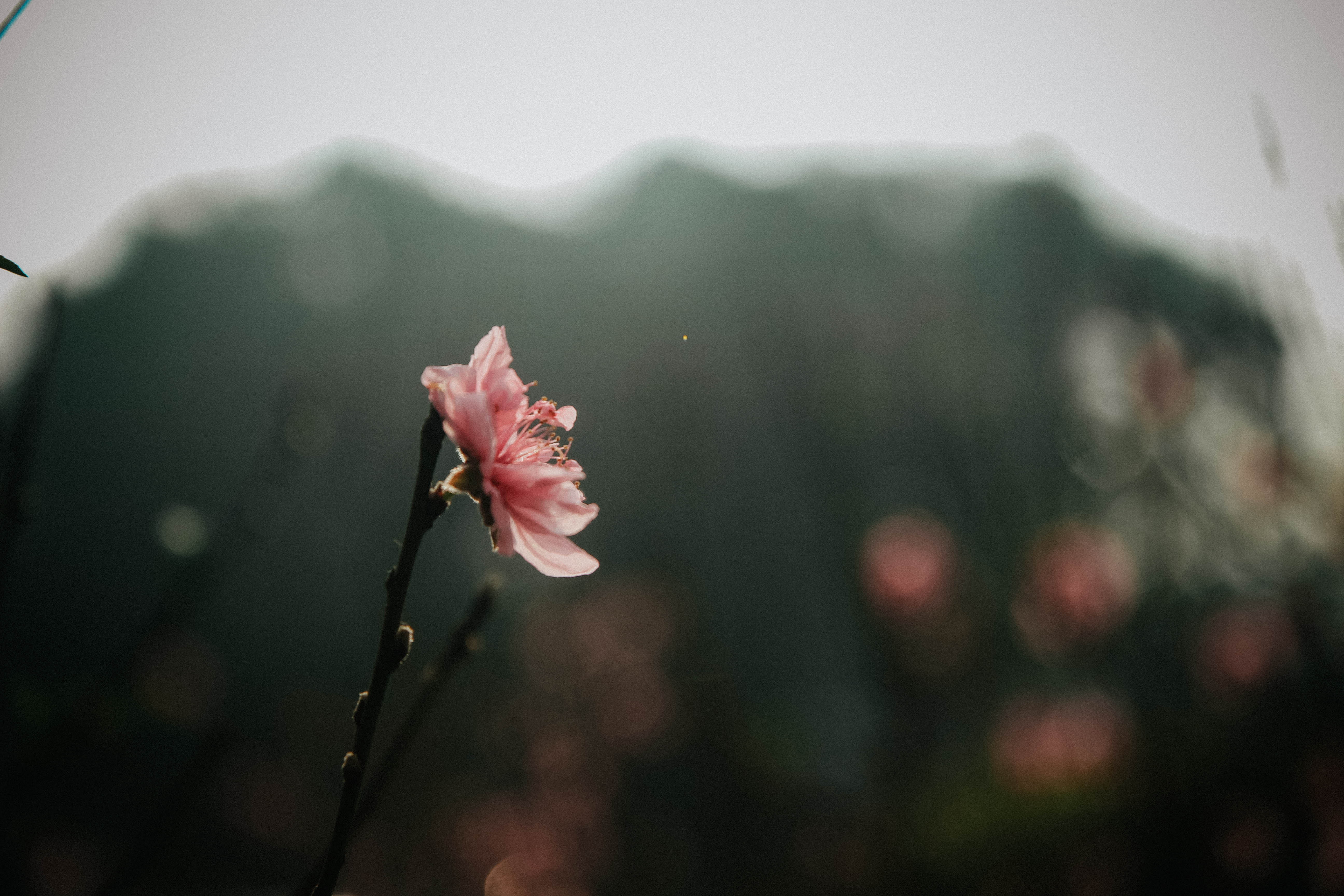 Ảnh